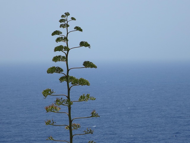 Free Malta Sea photo and picture