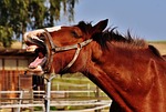 shire horse, horse, stick out tongue