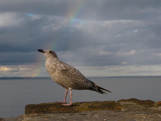 Free Seagull Sea photo and picture