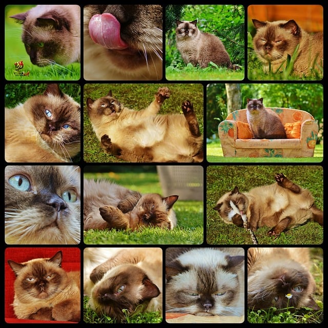 Free cat british shorthair collage illustration