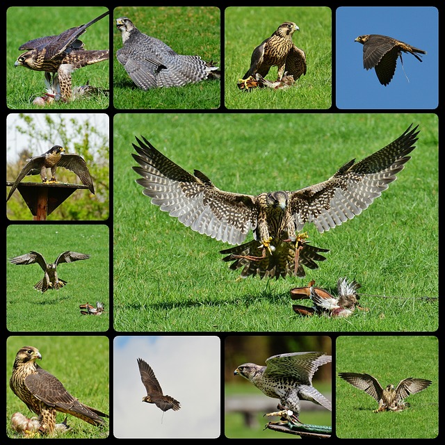 Free falcon wildpark poing approach illustration