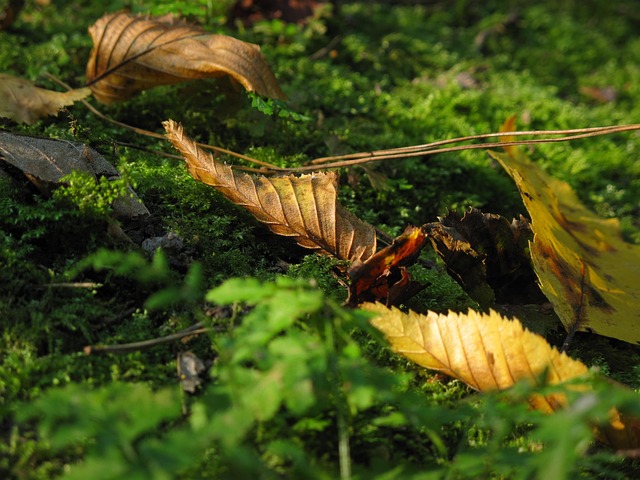 Free Leaf Down photo and picture