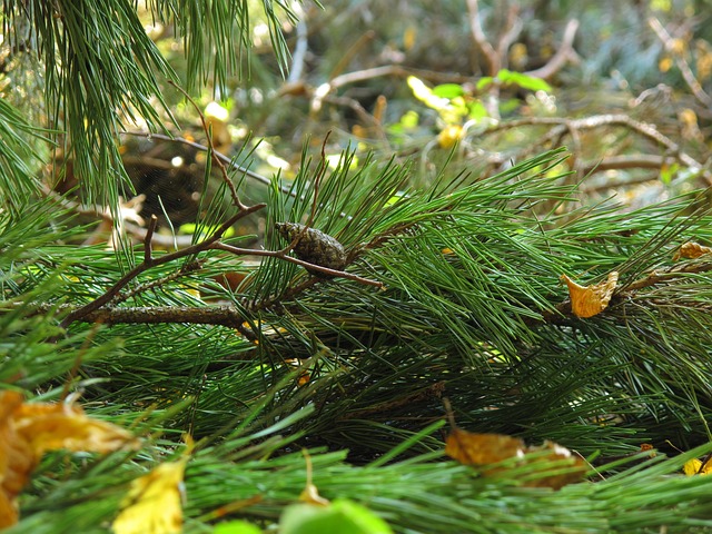 Free Undergrowth Pine photo and picture