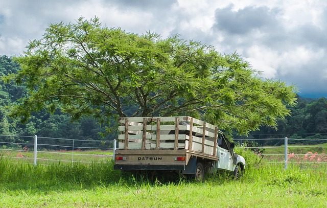 Free Truck Tree photo and picture