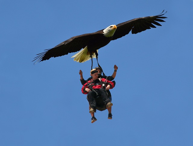 Free Freedom Eagle photo and picture
