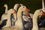 geese, geese schaar, house geese