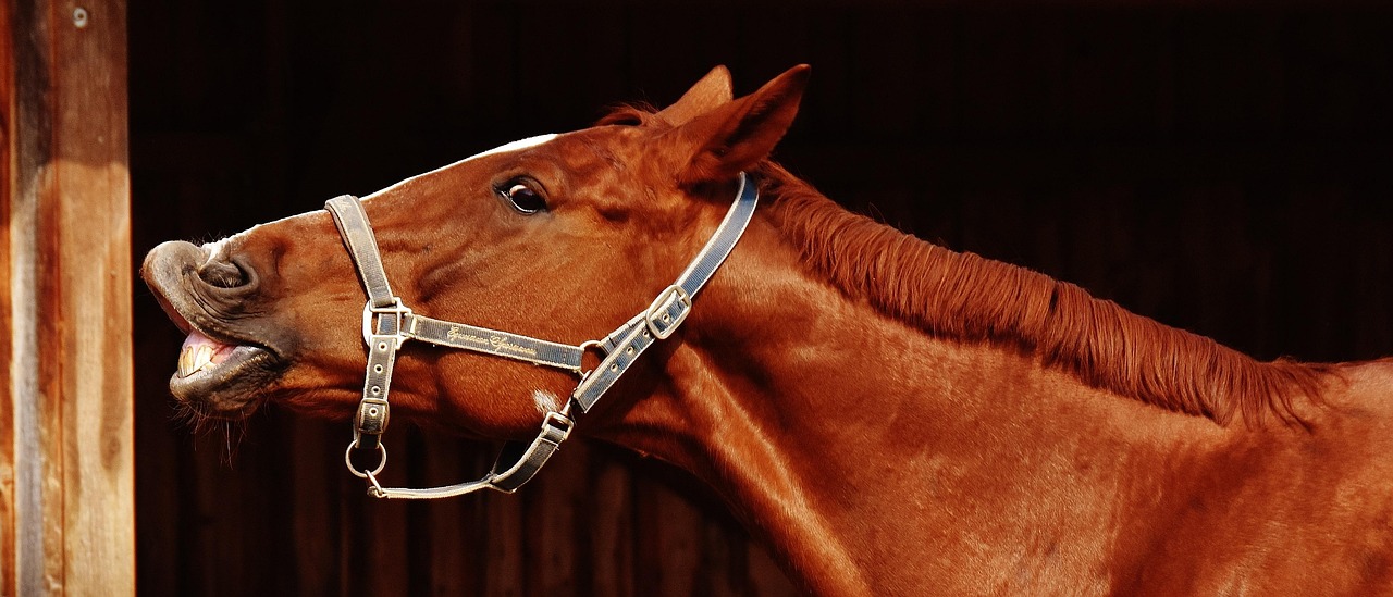 Horse - free online jigsaw puzzle photo