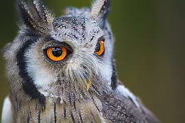 Owl, Bird, Animal, Nature, Portrait