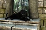 panther, black, mystical