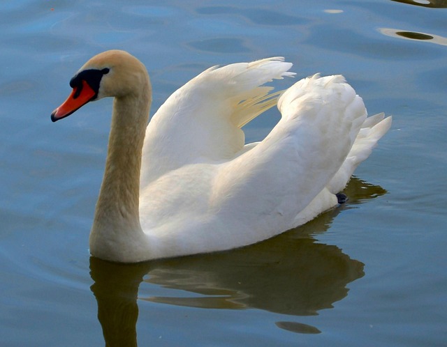 Schwan, Vogel, Wasservogel, Wasser
