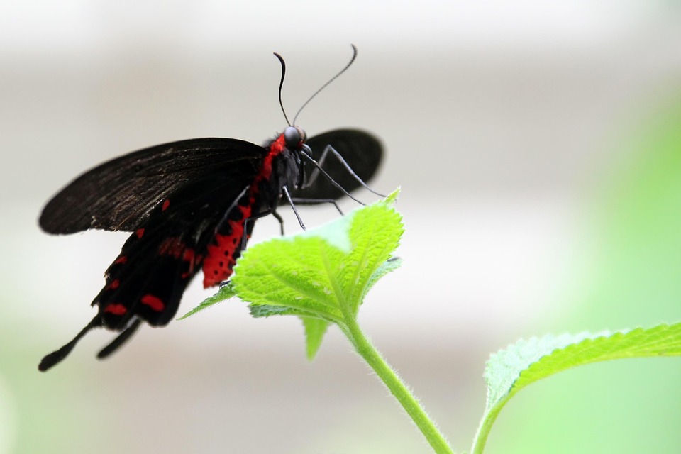 Butterfly Flying Insect - Free photo on Pixabay - Pixabay