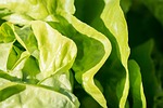 salad, lettuce, green