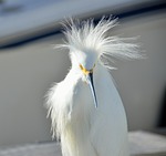 snowy egret, bird, wildlife