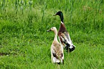 a couple of, field, economy