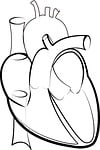 heart outline, medical students, heart illustration