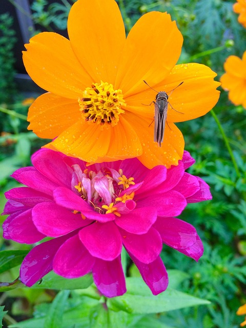 Free Crowndaisy Dahlia photo and picture