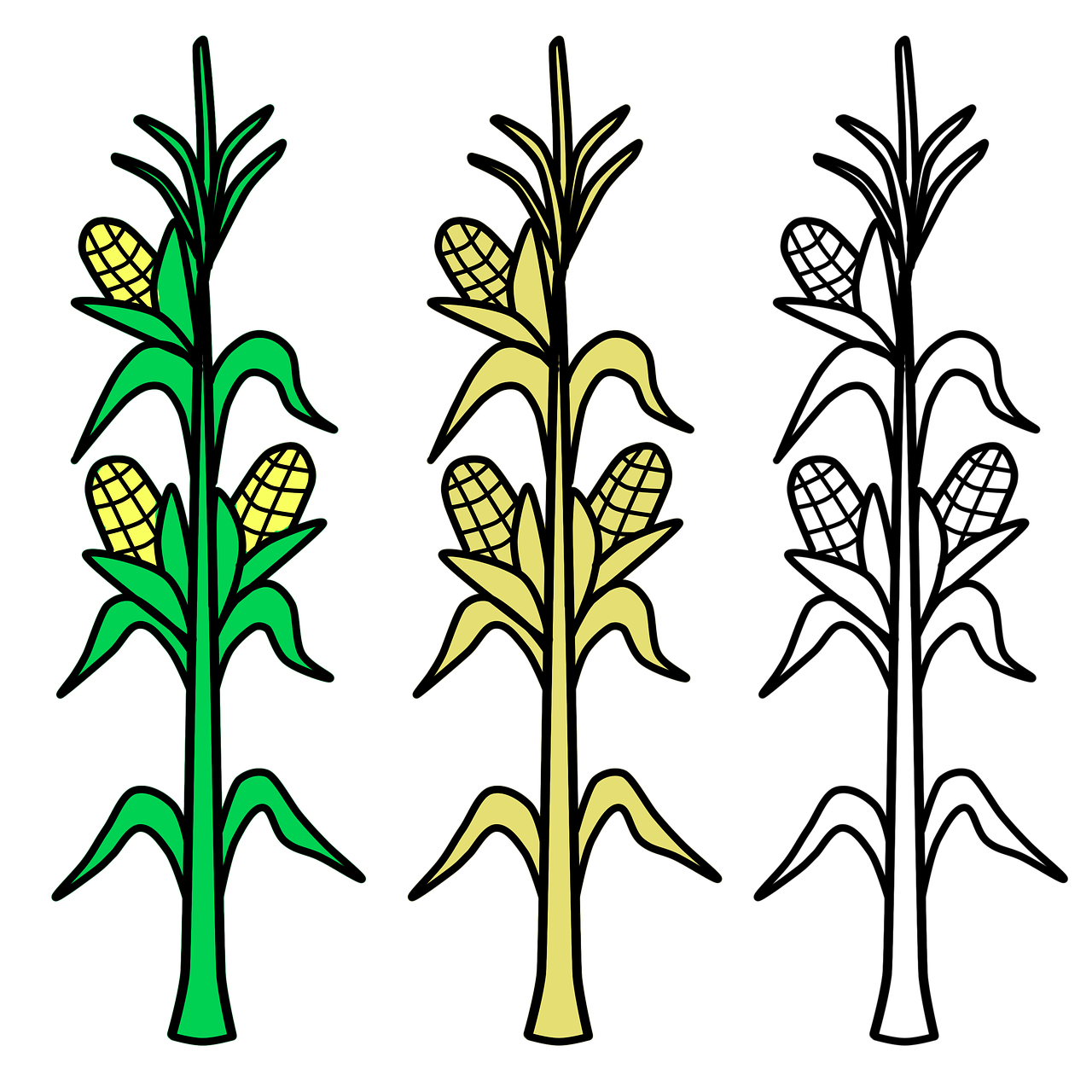 Download Corn, Field, Agriculture. RoyaltyFree Stock Illustration Image Pixabay