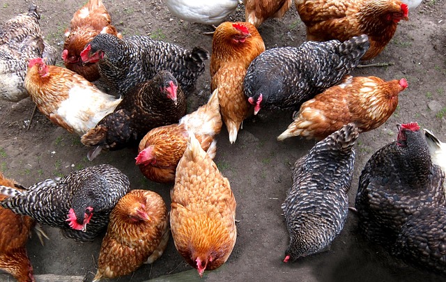 Free Chicken Coop Feeding Time photo and picture