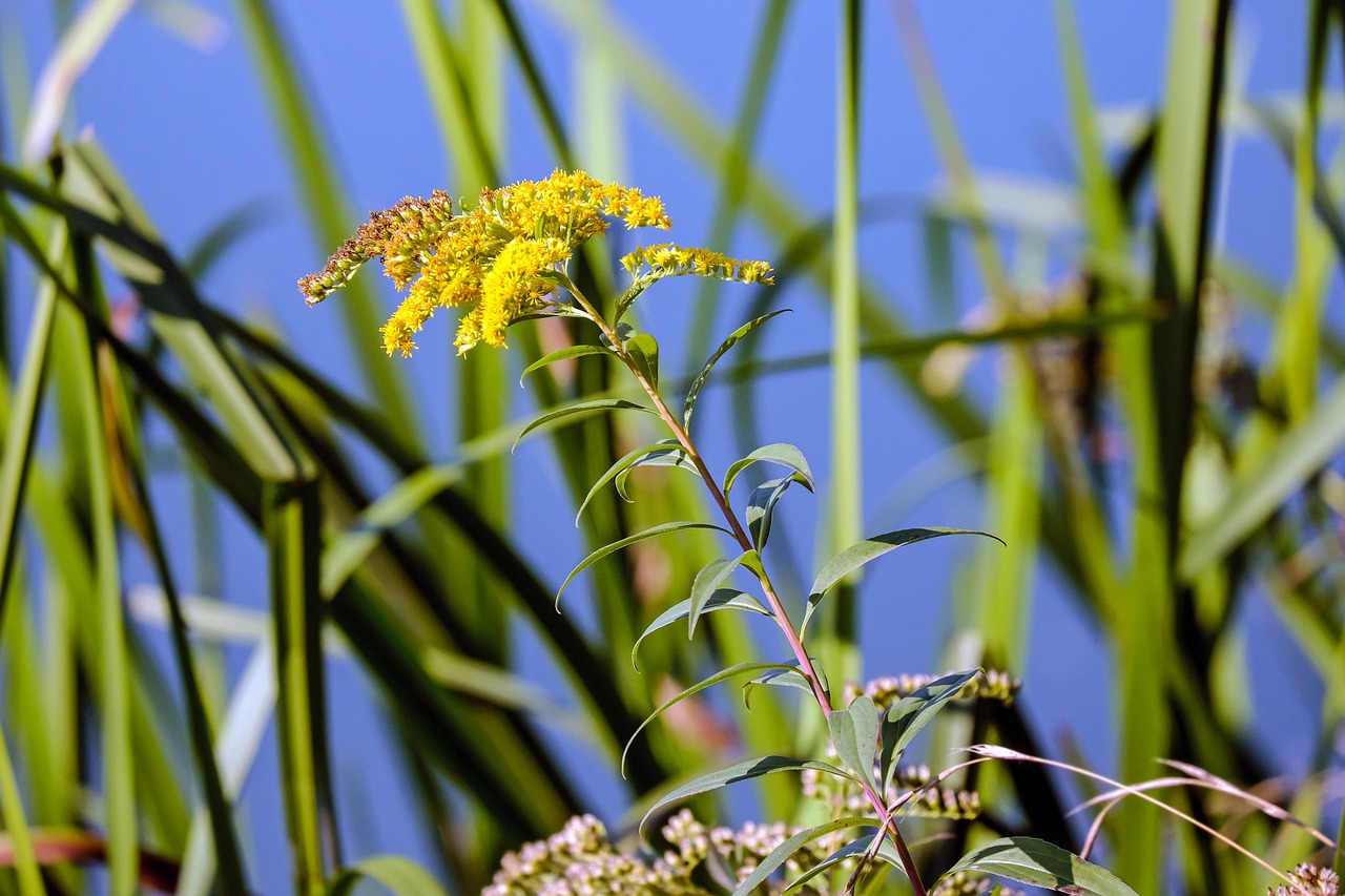 Goldenrod Blossom Bloom Free photo on Pixabay Pixabay
