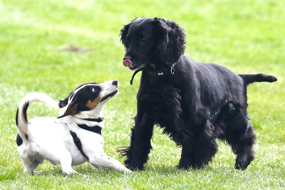 cocker terrier