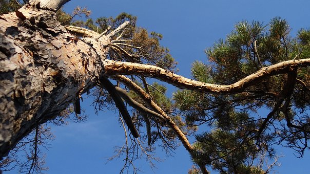 Free Nature Tree photo and picture