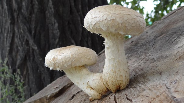 Free Nature Mushrooms photo and picture