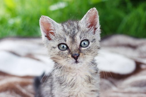 Dart Kitten A Member Of The Family Grass A Dart Kitten A Member Of The Family Grass A