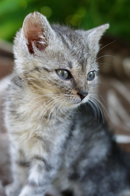Free Quill Kitten photo and picture