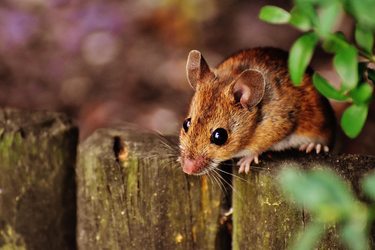 50 000 Free Mouse Animal Mouse Images Pixabay