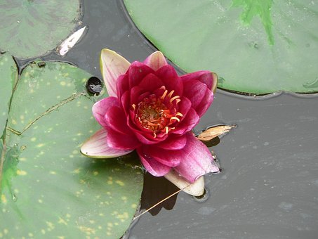 Free Water Lily Flower photo and picture