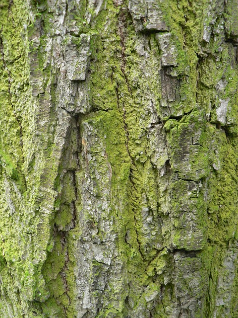 Free The Bark Tree photo and picture