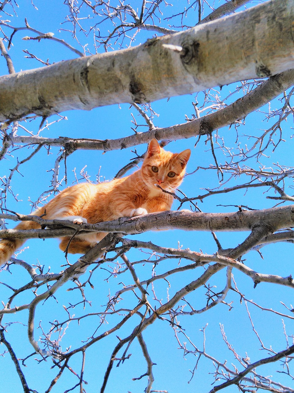 Cat Tree Cute Free photo on Pixabay Pixabay