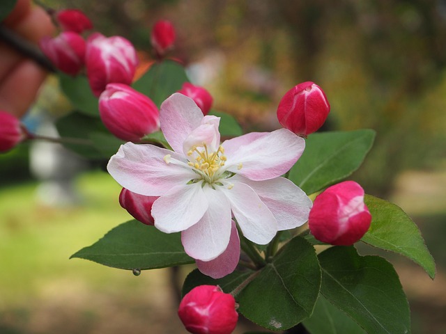 Free Begonia Flowers Nature photo and picture