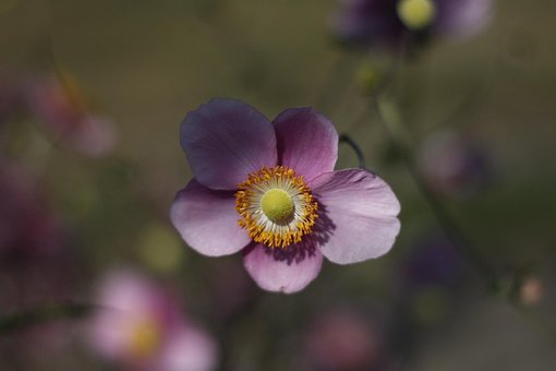Free Flower Bloom photo and picture