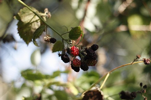 Free Berry Raspberry photo and picture