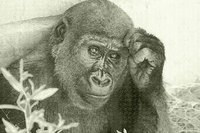 Free drawing gorilla look illustration