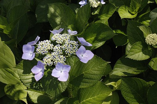 Free Flower Violet photo and picture