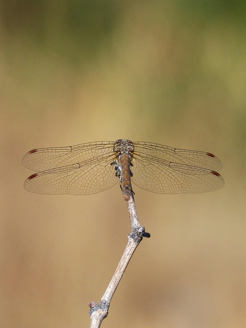 Dragonfly Branch Sympetrum - Free photo on Pixabay - Pixabay
