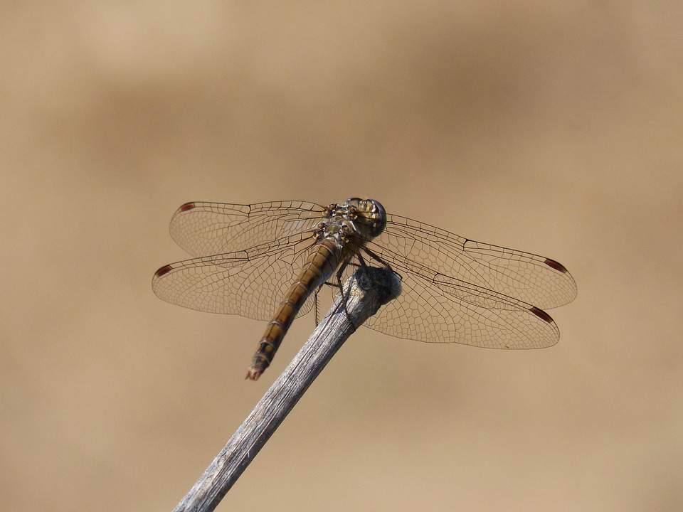 Dragonfly Branch Sympetrum - Free photo on Pixabay - Pixabay