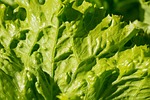 salad, iceberg lettuce, lettuce leaves