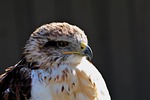 ferruginous hawk, hawk, ferruginous