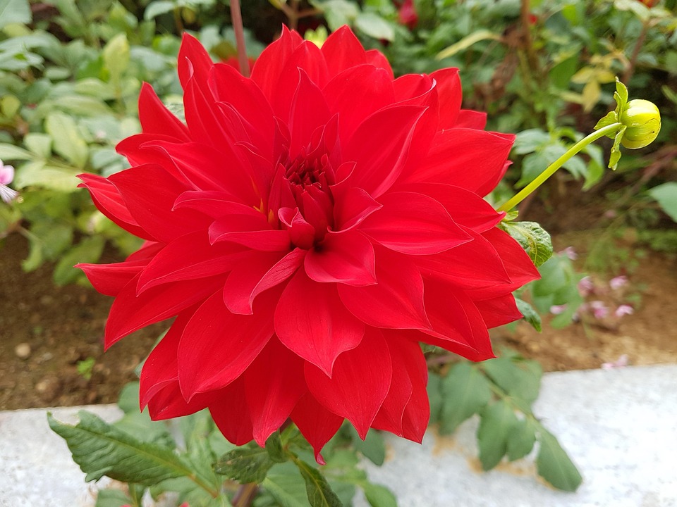 Dahlie Herbst Blumen Rot Kostenloses Foto Auf Pixabay