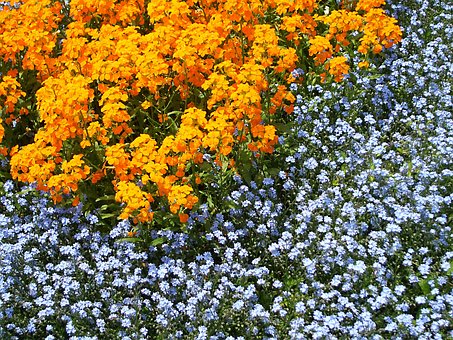 Flor, Flores Bonitas, Jardim, Laranja