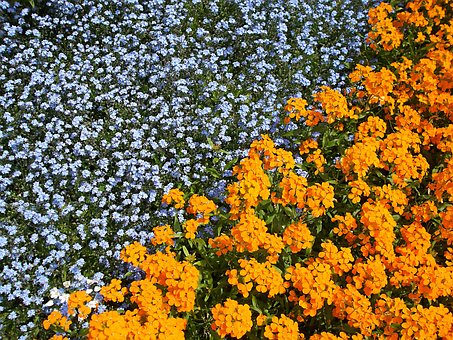 Flor, Papel De Parede De Flores, Jardim