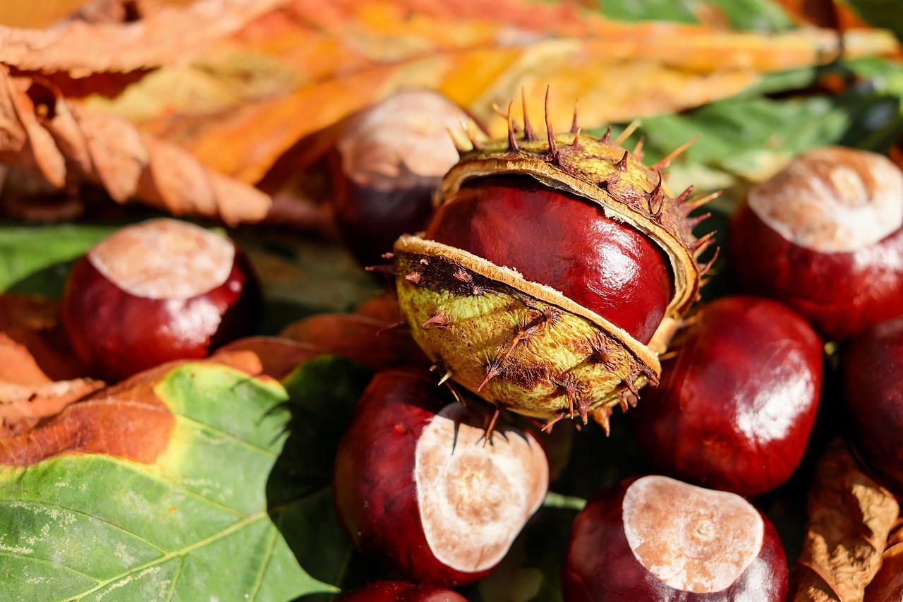 2 000 Free Chestnuts Horse Chestnut Images Pixabay