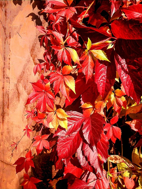 Free Girlish Grapes Leaves photo and picture
