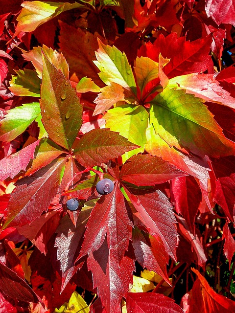 Free Girlish Grapes Leaves photo and picture