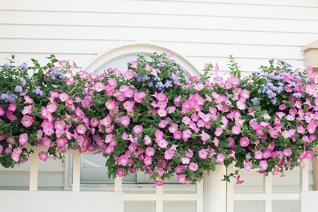 Free Flower Rose photo and picture