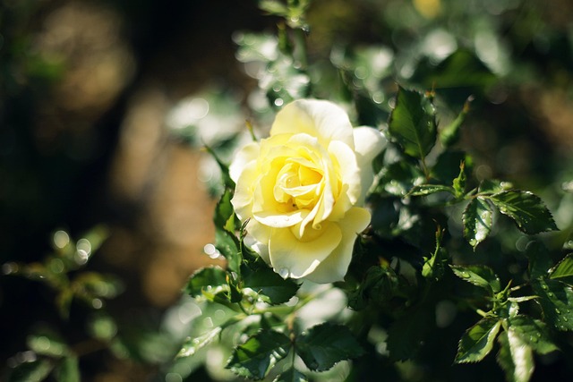 Free Flower Rose photo and picture