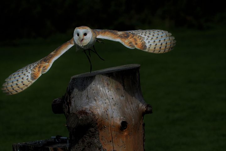 100+ Free Barn Owl &amp; Owl Images